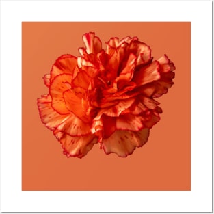 Stunningly Beautiful Red Carnation Vector Cut Out Posters and Art